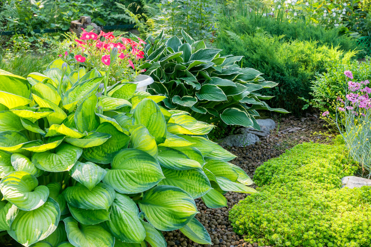 Best plants for your Calgary backyard